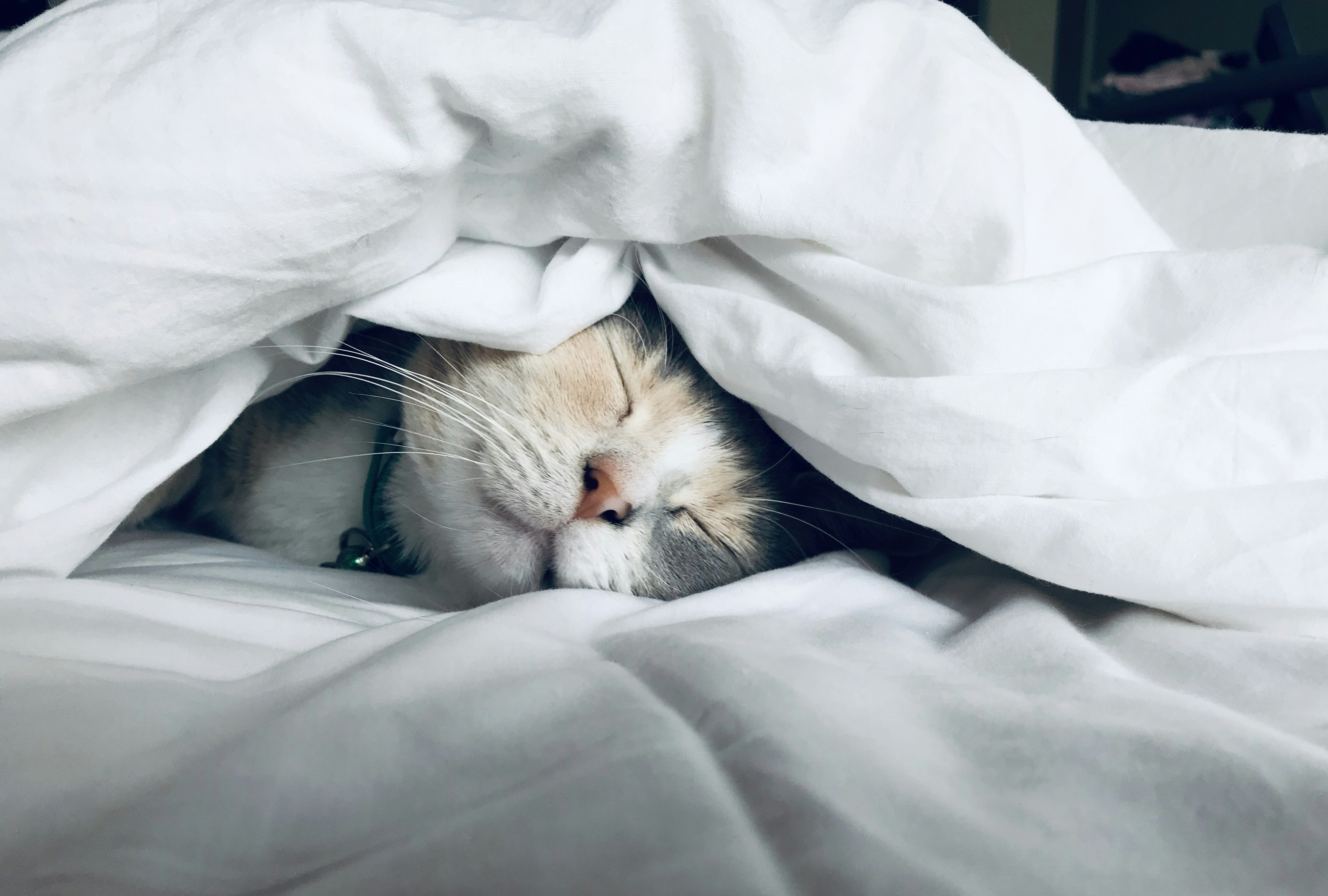 The Science of Sleep